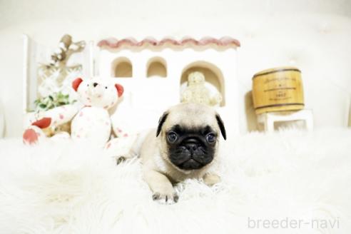 成約済の佐賀県のパグ-381010の3枚目