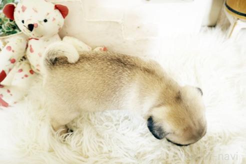 成約済の佐賀県のパグ-381010の2枚目