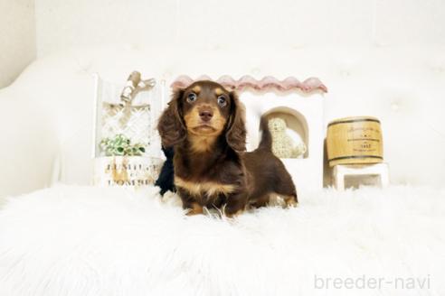 成約済の佐賀県のミニチュアダックスフンド(ロングヘアード)-381016