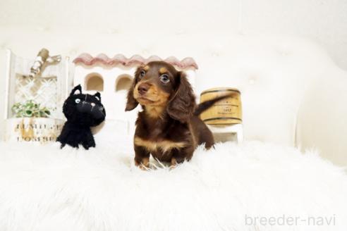 成約済の佐賀県のミニチュアダックスフンド(ロングヘアード)-381016の5枚目