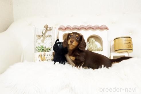 成約済の佐賀県のミニチュアダックスフンド(ロングヘアード)-381016の3枚目