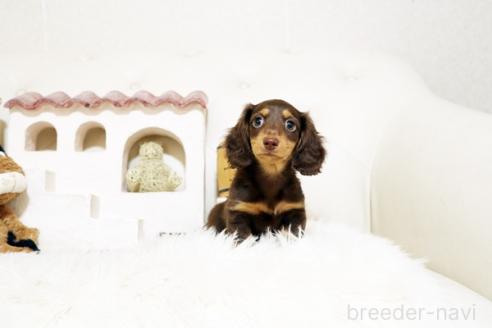 成約済の佐賀県のミニチュアダックスフンド(ロングヘアード)-381018