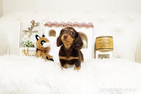 成約済の佐賀県のミニチュアダックスフンド(ロングヘアード)-381018の5枚目