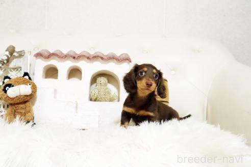 成約済の佐賀県のミニチュアダックスフンド(ロングヘアード)-381018の4枚目