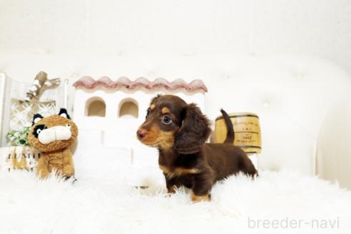 成約済の佐賀県のミニチュアダックスフンド(ロングヘアード)-381018の3枚目