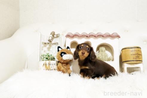 成約済の佐賀県のミニチュアダックスフンド(ロングヘアード)-381018の2枚目