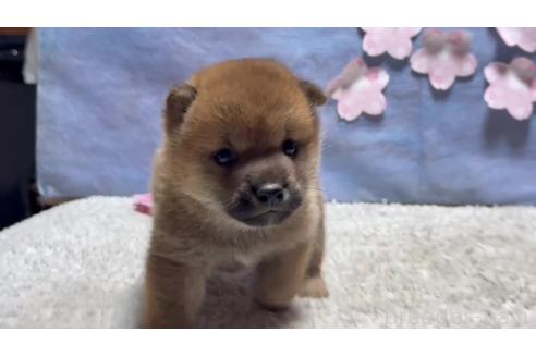 成約済の千葉県の柴犬-381024の7枚目