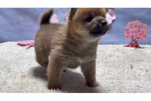 成約済の千葉県の柴犬-381024の4枚目