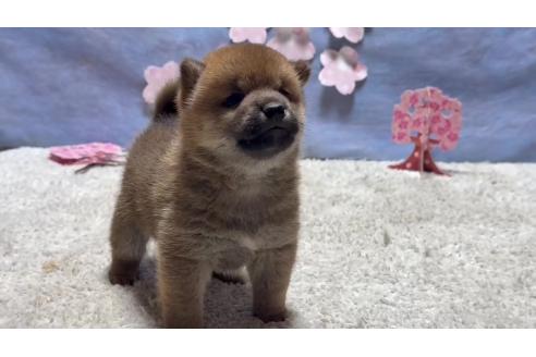 成約済の千葉県の柴犬-381024の5枚目