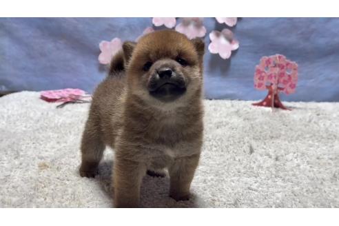 成約済の千葉県の柴犬-381024の3枚目