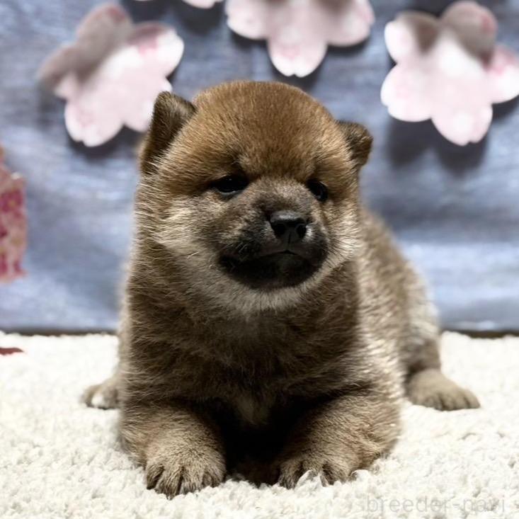 販売中の千葉県の柴犬-381024