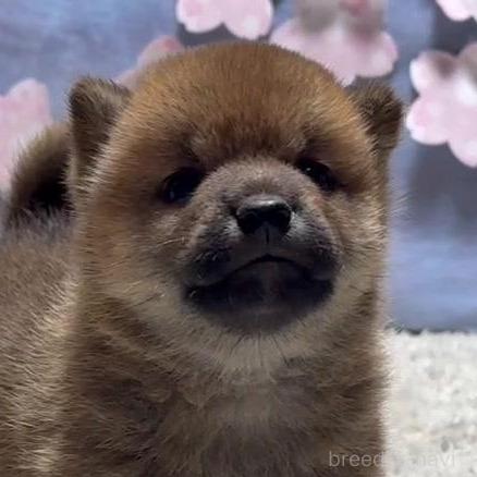 成約済の千葉県の柴犬-381024の2枚目