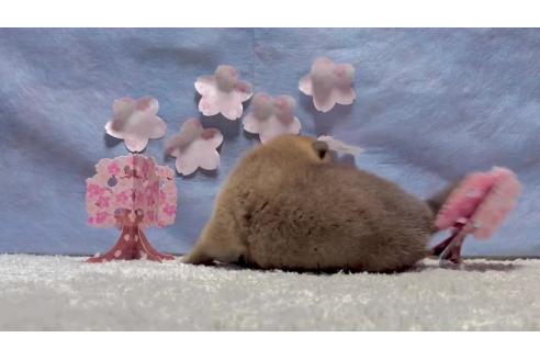成約済の千葉県の柴犬-381027の4枚目