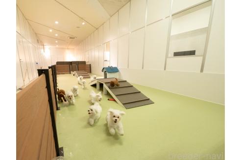 成約済の埼玉県のカニンヘンダックスフンド(ロングヘアード)-373788の2枚目