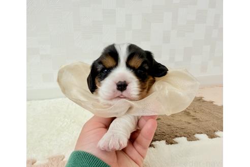 成約済の埼玉県のキャバリアキングチャールズスパニエル-381042の5枚目