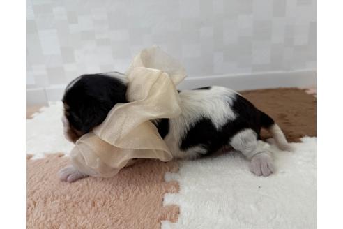 成約済の埼玉県のキャバリアキングチャールズスパニエル-381042の4枚目