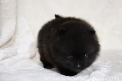 成約済の滋賀県のポメラニアン-381068の8枚目