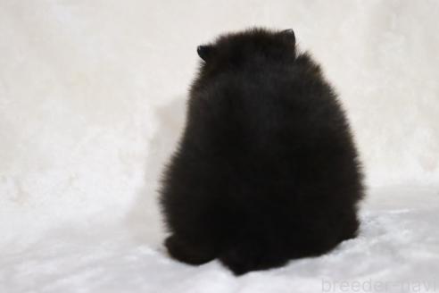 成約済の滋賀県のポメラニアン-381068の4枚目
