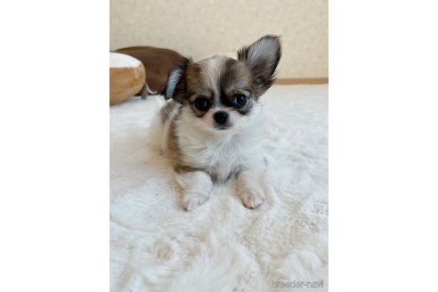 子犬