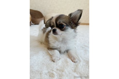 成約済の岡山県のチワワ(ロングコート)-381070の2枚目