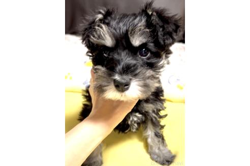 成約済の奈良県のミニチュアシュナウザー-380909の1枚目