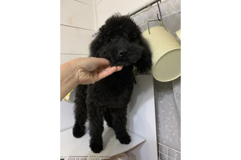 成約済の千葉県のミディアムプードル-359772の1枚目