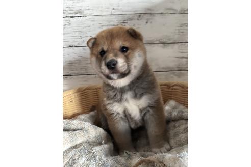 成約済の静岡県の柴犬-381096の8枚目
