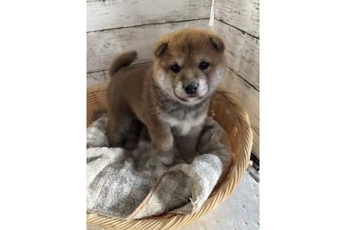 成約済の静岡県の柴犬-381096の7枚目