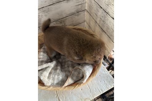 成約済の静岡県の柴犬-381096の6枚目