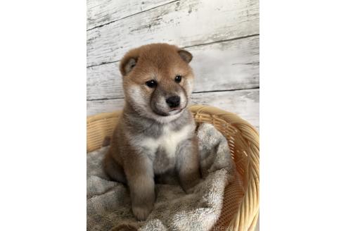 成約済の静岡県の柴犬-381096の5枚目