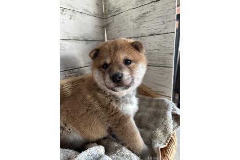 成約済の静岡県の柴犬-381096の3枚目