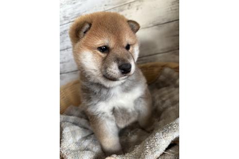 成約済の静岡県の柴犬-381096の2枚目