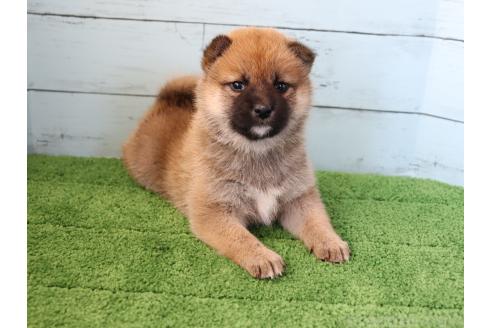 成約済の埼玉県の柴犬-379968の4枚目