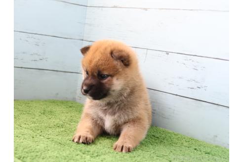 成約済の埼玉県の柴犬-379968の3枚目