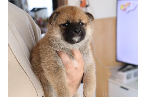 成約済の埼玉県の柴犬-379968の2枚目
