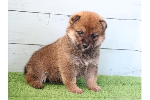 成約済の埼玉県の柴犬-381185の7枚目