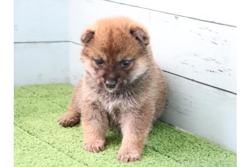 成約済の埼玉県の柴犬-381185の6枚目