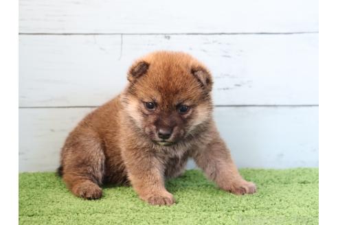 成約済の埼玉県の柴犬-381185の5枚目