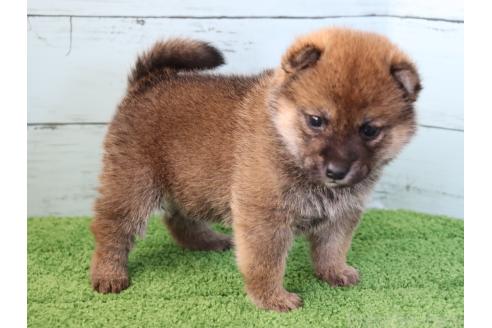 成約済の埼玉県の柴犬-381185の4枚目