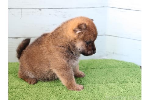 成約済の埼玉県の柴犬-381185の3枚目