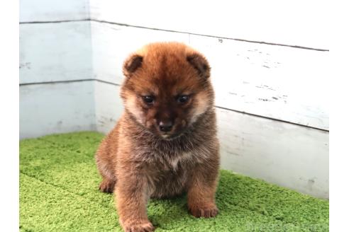 成約済の埼玉県の柴犬-381185の2枚目