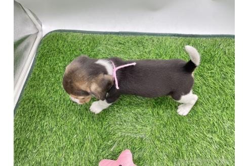 成約済の愛知県のビーグル-379325の2枚目