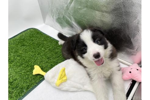 成約済の愛知県のボーダーコリー-380146の4枚目