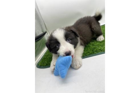 成約済の愛知県のボーダーコリー-380146の3枚目