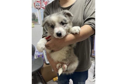 商談中の福岡県のボーダーコリー-378020