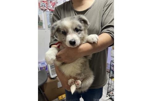 商談中の福岡県のボーダーコリー-378020の4枚目