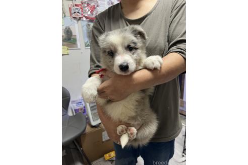 商談中の福岡県のボーダーコリー-378020の2枚目