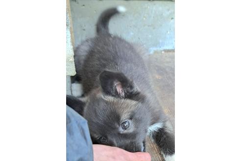 販売中の千葉県のミックス犬-381228の22枚目