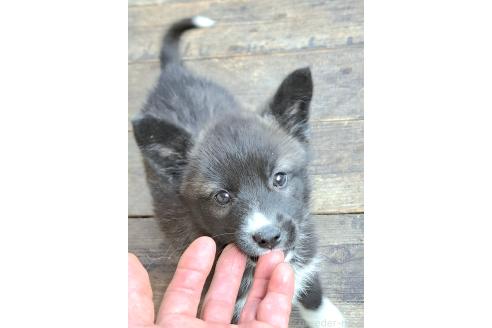 販売中の千葉県のミックス犬-381228の21枚目