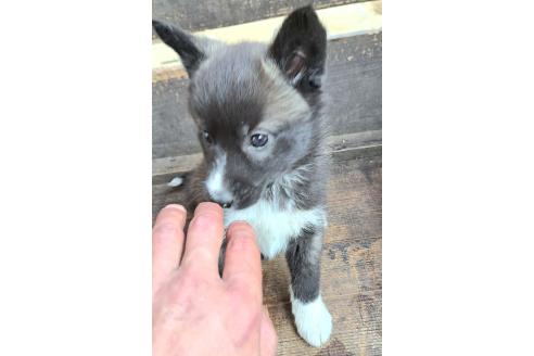 販売中の千葉県のミックス犬-381228の20枚目